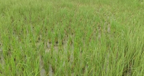 सिनर्जी एफ एम ९१.६ मेघाहर्ज