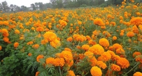 सिनर्जी एफ एम ९१.६ मेघाहर्ज