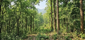 सिनर्जी एफ एम ९१.६ मेघाहर्ज