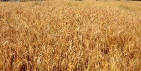 सिनर्जी  एफ एम ९१.६ मेघाहर्ज