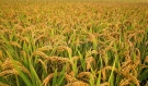 सिनर्जी एफ एम ९१.६ मेघाहर्ज