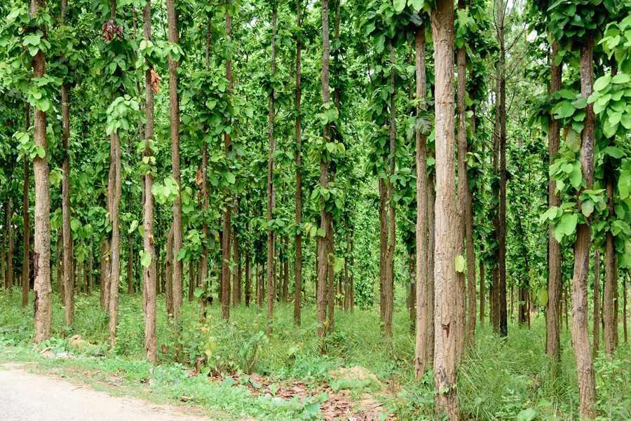 सिनर्जी  एफ एम ९१.६ मेघाहर्ज