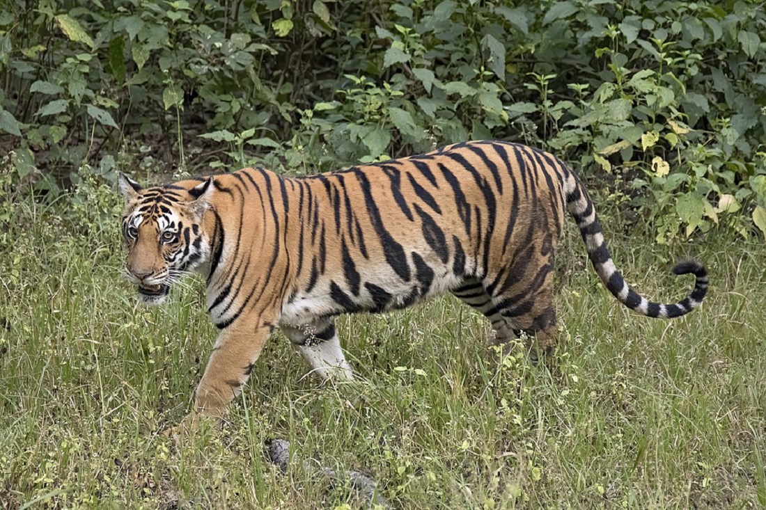 सिनर्जी एफ एम ९१.६ मेघाहर्ज